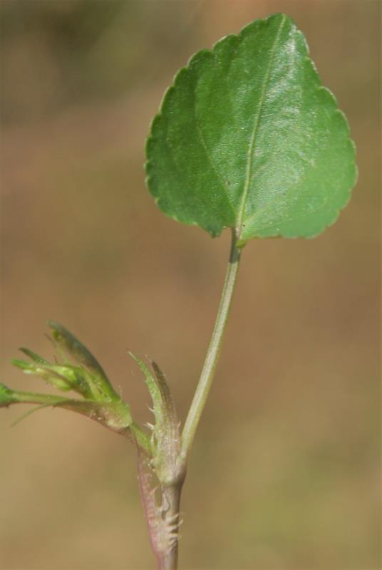 Feuilles à peine plus longues que larges, ovales-orbiculaires.