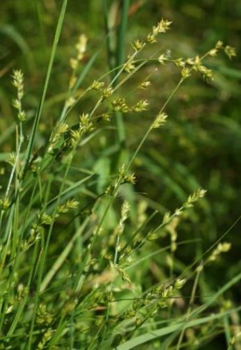 Inflorescence très longue (5 - 17 cm), dépassant les feuilles à maturité, formée de 5 - 8 épis bisexués, eux-mêmes disposés en épi.