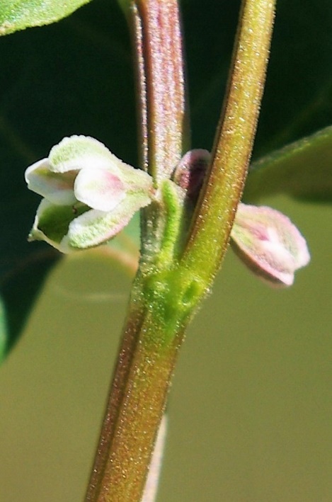 Fleurs petites, blanchâtres, à 5 tépales, les 3 extérieurs carénés sur le dos.