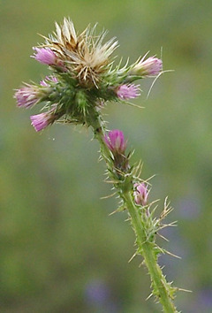 Inflorescence: glomérules terminaux ou axillaires de capitules, groupés par 3 - 10 (20), caduques.