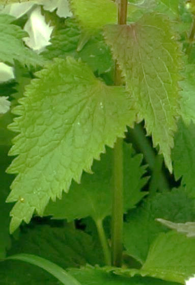 Limbe des feuilles ovale, cordé à la base, atténué en pointe.