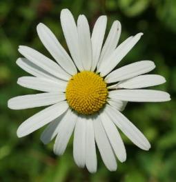 Inflorescence : capitule, grand (Ø 3 - 6 cm), isolé sur un long pédoncule, à fleurs centrales tubulées jaunes et fleurs périphériques ligulées blanches.