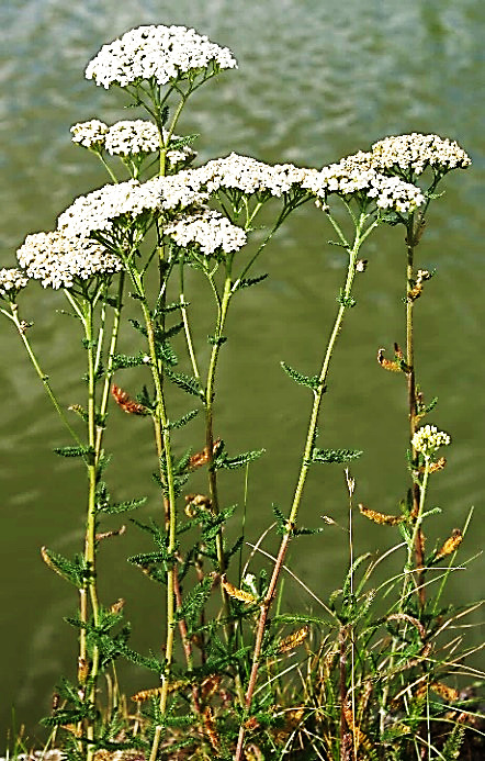 Achillée millefeuille