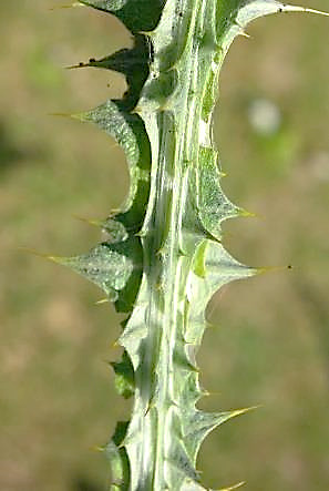 Tige largement ailée-épineuse.