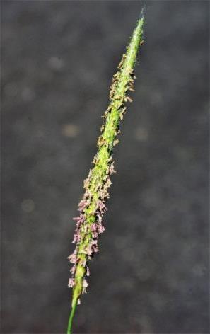 Inflorescence : épi cylindrique, s'amincissant progressivement aux deux extrémités.