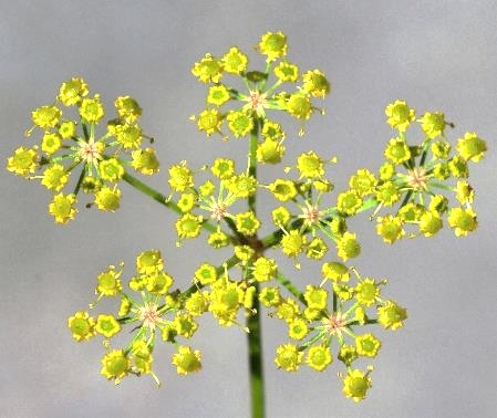 Inflorescence : ombelle d'ombellules, à 5 - 8 rayons. Ombellules petites (Ø < 5 cm), sensiblement de taille identique, à floraison à peu près synchrone. Fleurs jaunes.