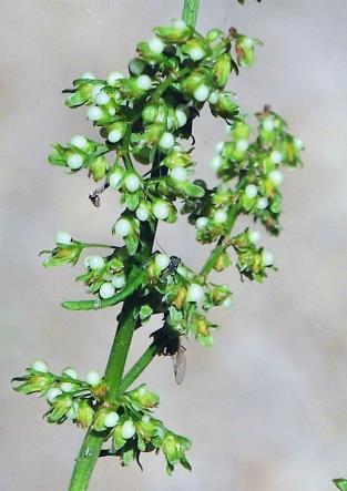 Tépales externes petits, entiers. Un seul d'entre eux à granule développé, verdâtre.