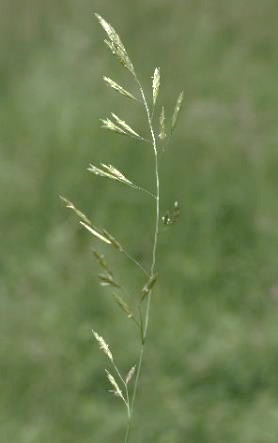 Inflorescence : panicule, longue de 10 - 35 cm, contractée après floraison.