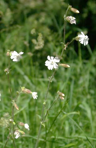 Inflorescence : cyme bipare , ample, plus ou moins fournie.