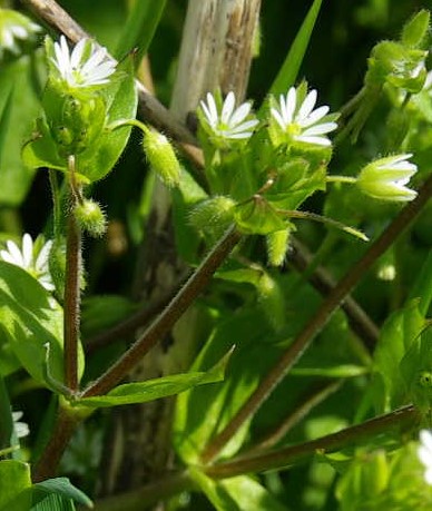 Inflorescence : cyme bipare.