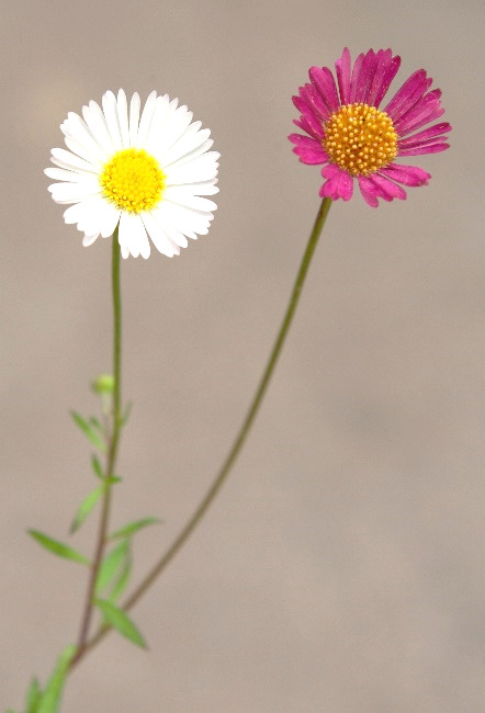 Inflorescence : capitules (Ø 15 - 20 mm) solitaires, à fleurs périphériques ligulées pouvant varier du blanc au rouge sur un même pied.