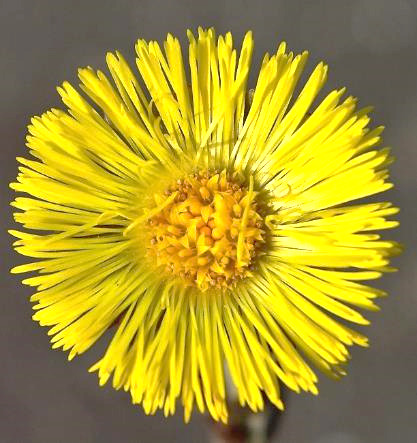 Inflorescence = capitule, solitaire, terminal, à très nombreuses fleurs périphériques ligulées filiformes jaune d'or.