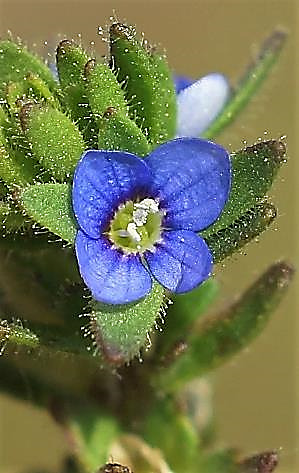 Fleur petite (< 5 mm), parfois à peine visible, d'un bleu lumineux.