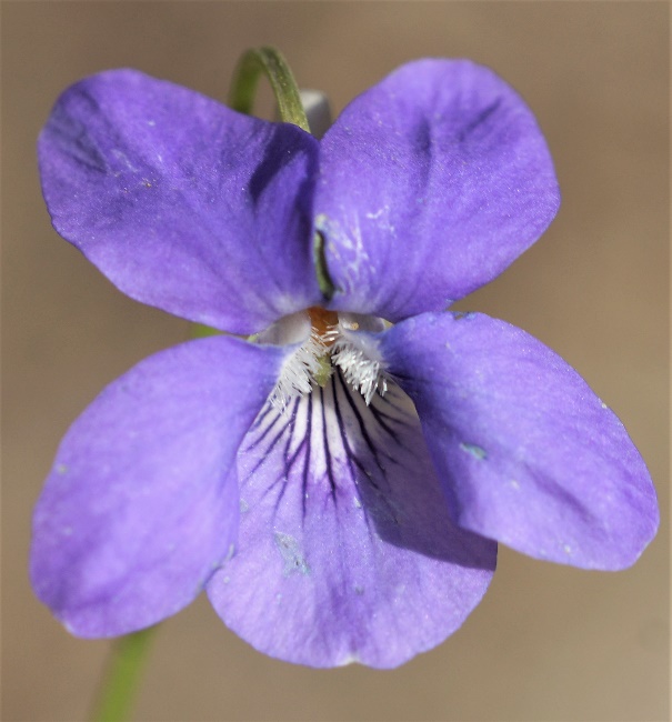 Fleurs isolées bleu violet, non odorantes, portées par une tige aérienne développée.