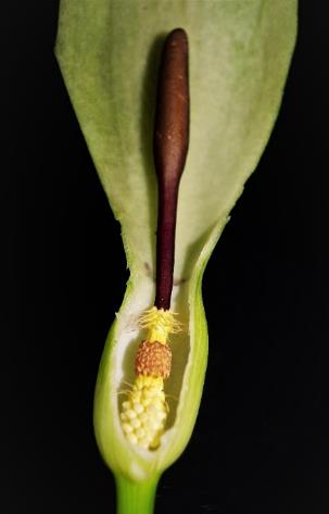 Inflorescence: spadice, les fleurs mâles réunies au sommet en une massue violacée.