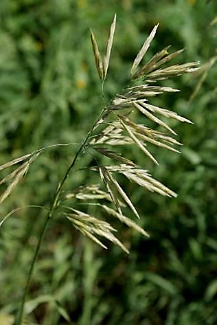 Inflorescence : panicule, à rameaux étalés-dressés.