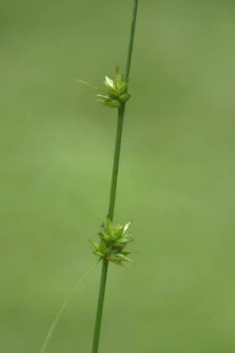 Les 2 - 3 épis du bas espacés (séparés de plus d'1 cm), d'où le nom d'espèce. Ceux du haut rapprochés.