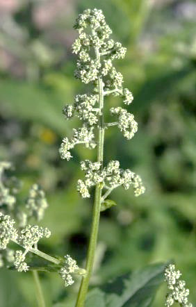 Inflorescence : panicule, terminale, ample, peu feuillée, formée de gros glomérules espacés.