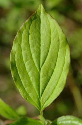 Feuille elliptique à nervures presque opposées.