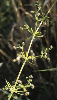 Inflorescence : petites cymes axillaires.