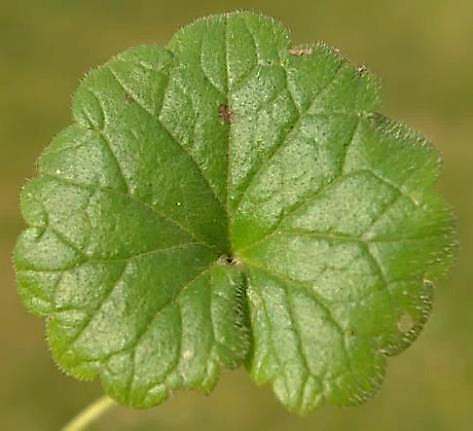 Feuille arrondie, cordée à la base, crénelée.