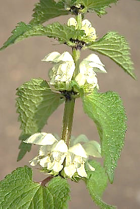 Inflorescence : cyme composée de verticilles de 4 - 7 fleurs.