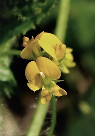 Inflorescence : grappe axillaire, composée de 1 - 6 fleurs jaune vif.