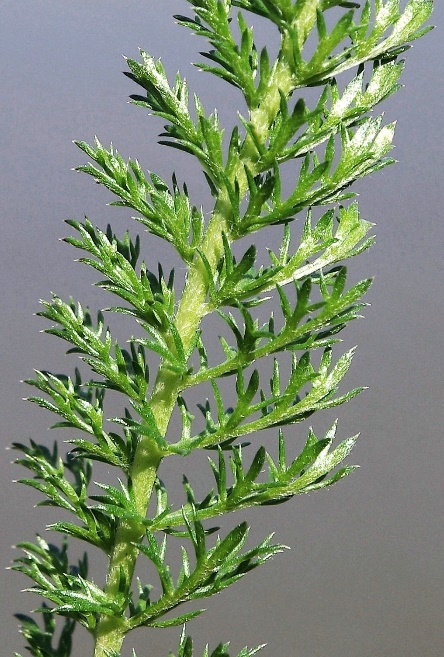 Feuille vert foncé, sans pétiole, large de 15 - 35 mm, 2 fois très finement découpées.