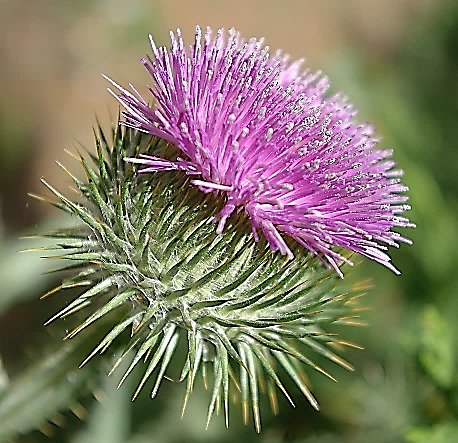 Inflorescence : gros capitule (Ø 30 - 50 mm), terminal, à fleurs toutes tubulées purpurines. Bractées étroites, terminées en pointe épineuse longue de 5 mm.