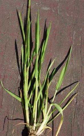 Plante en touffe, à tiges dressées, ressemblant à une céréale.