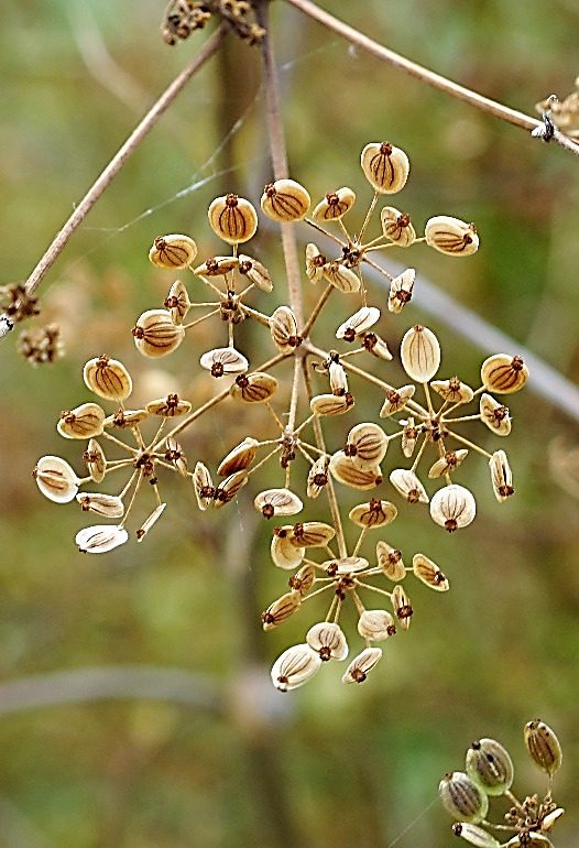 Fruits : akènes, elliptiques, très aplatis, ailés.