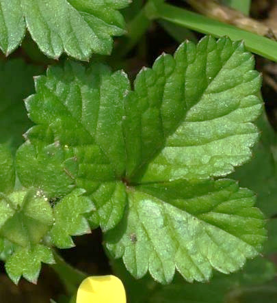 Feuille à 3 folioles velues dessous et irrégulièrement dentées.