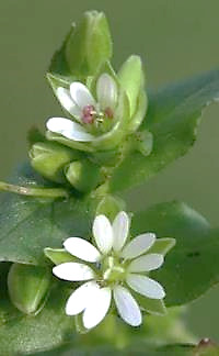 Fleurs à 5 pétales blancs profondément divisés en deux.