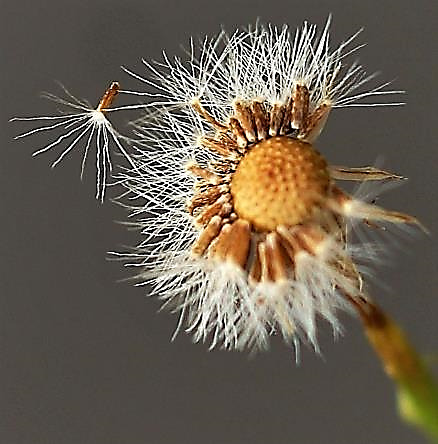 Fruits : akènes, petits (1 - 1,5 mm), avec une aigrette de soies simples.