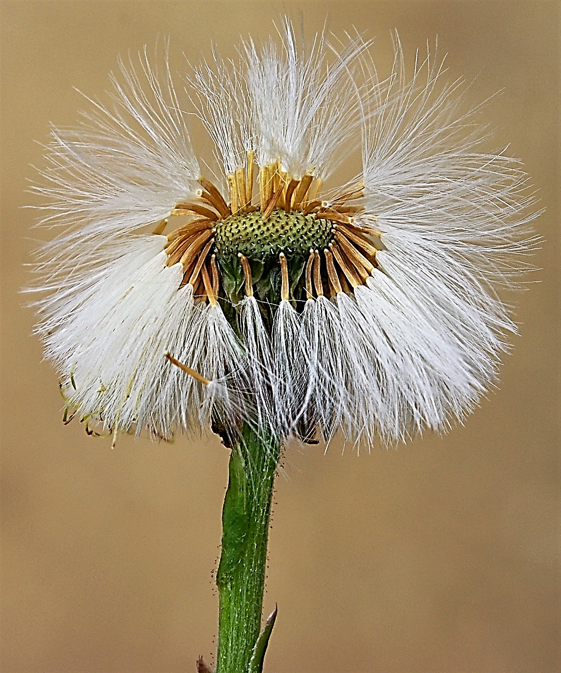 Fruits : akènes, prismatiques, longs de 3 - 5 mm, portant une longue aigrette d'un blanc pur.