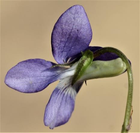 Fleur à éperon épais, à extrémité blanchâtre et sillonnée.