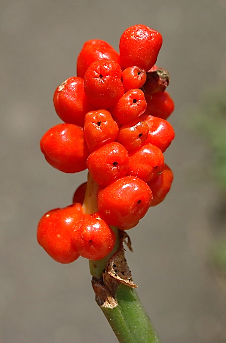 Epi fructifère de baies rouge vif.