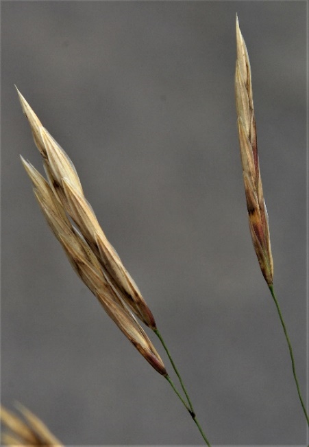 Epillets de 2 - 3 cm. Lemmes munies d'une arête peu visible (< 2 mm), d'où le nom d'espèce.