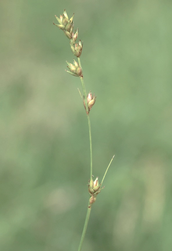 Utricules peu étalés, ovoïdes.