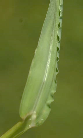 Feuille parfois à bords ondulés.