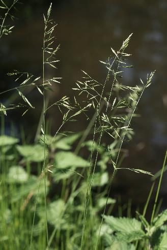 Fétuque rouge