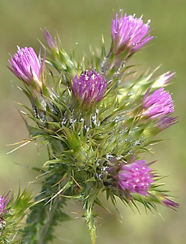 Capitules étroits, larges de 1 - 1,3 mm, longs de 2 cm. Fleurs roses. Bractées extérieures épineuses.