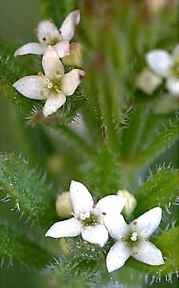 Fleurs blanches à 4 pétales, peu nombreuses.