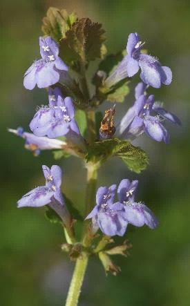 Inflorescence : glomérule de 2 - 5 fleurs tournées du même côté, à l'aisselle des feuilles.