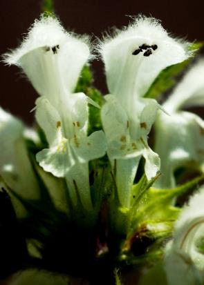 Fleurs blanches, grandes (longues de 15 - 25 mm).