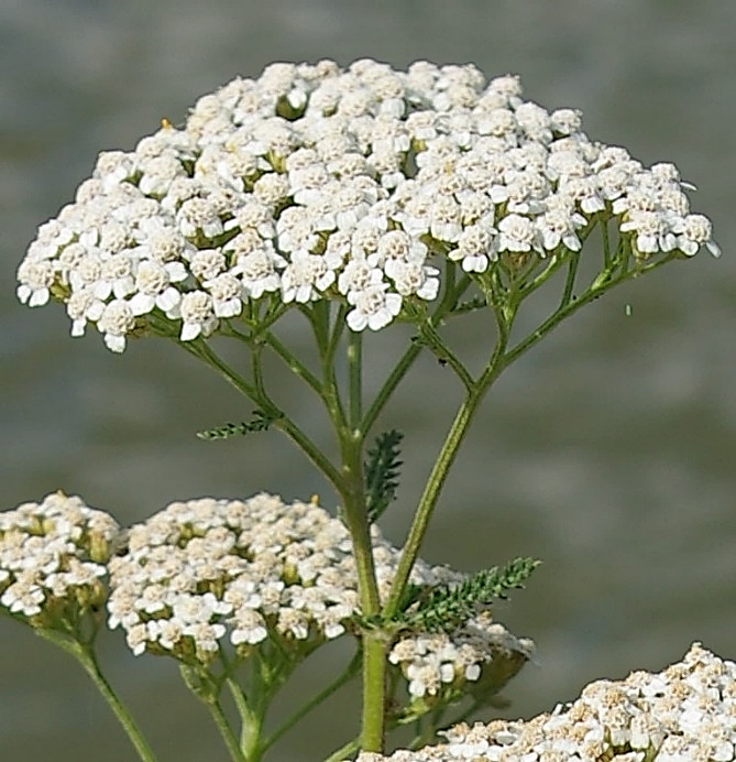 Inflorescence : corymbe dense de capitules.