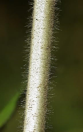 Tiges et feuilles hérissées de poils longs, étalés (d'où le nom d'espèce).