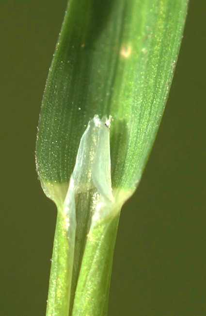 Ligule des feuilles supérieures assez longue (2 - 5 mm), membraneuse.