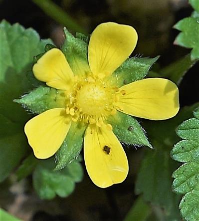 Fleur solitaire pédonculée, à 5 pétales jaunes, non contigus.