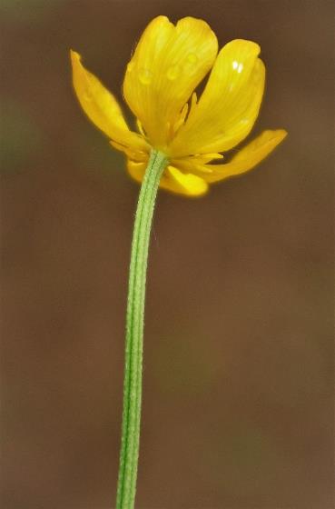 Fleur à pédoncule floral sillonné et sépales étalés.